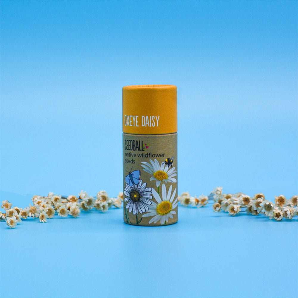 Oxeye Daisy | Luxury Tube of Seedballs | Cracker Filler | Mini Gift