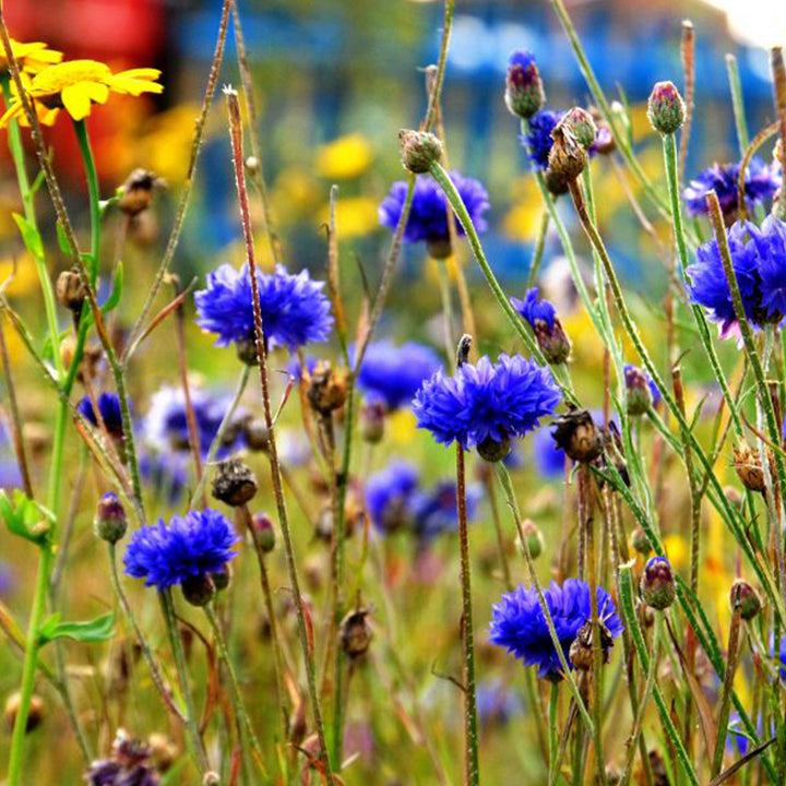 Cornflowers | 12 Native Wildflower Seedballs | Mini Gift | Cracker Filler