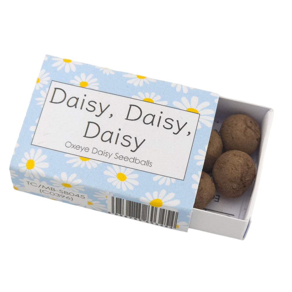 Blue Daisy Design | 6 Seedball Box | Oxeye Daisies | Cracker Filler | Mini Gift