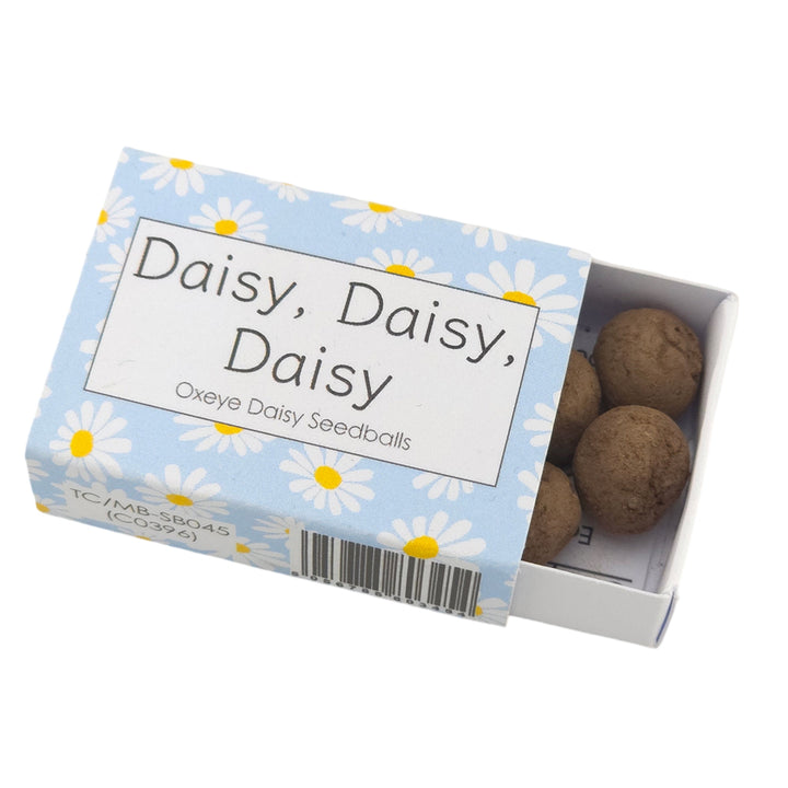 Blue Daisy Design | 6 Seedball Box | Oxeye Daisies | Cracker Filler | Mini Gift