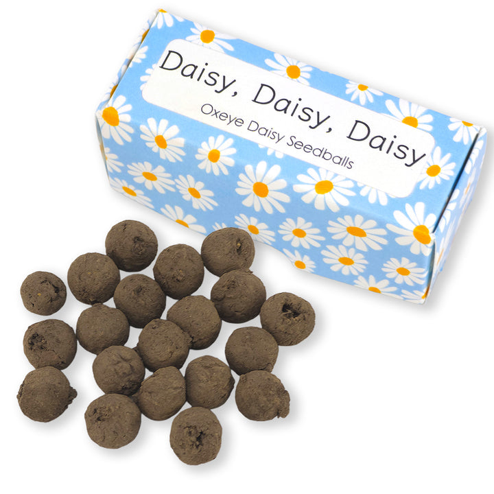 Blue Daisy Design | 20 Oxeye Daisy Seedballs | Cracker Filler | Little Gift