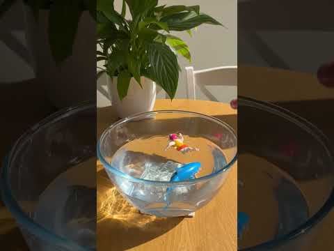 Shark | Wind Up Swimming Toy | Bathtime | Single | Little Gift | Cracker Filler