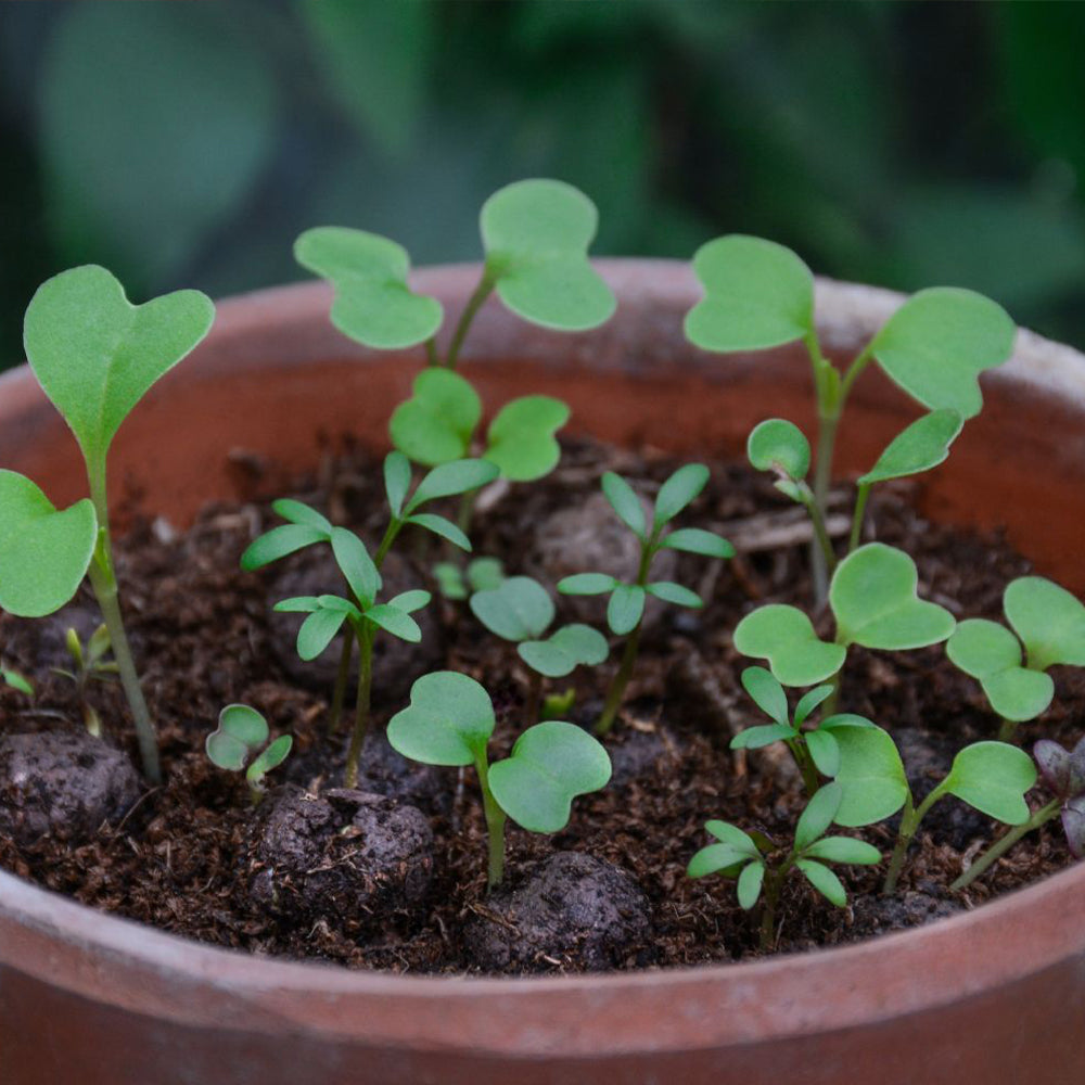 Shade Mix | 12 Native Wildflower Seedballs | Mini Gift | Cracker Filler