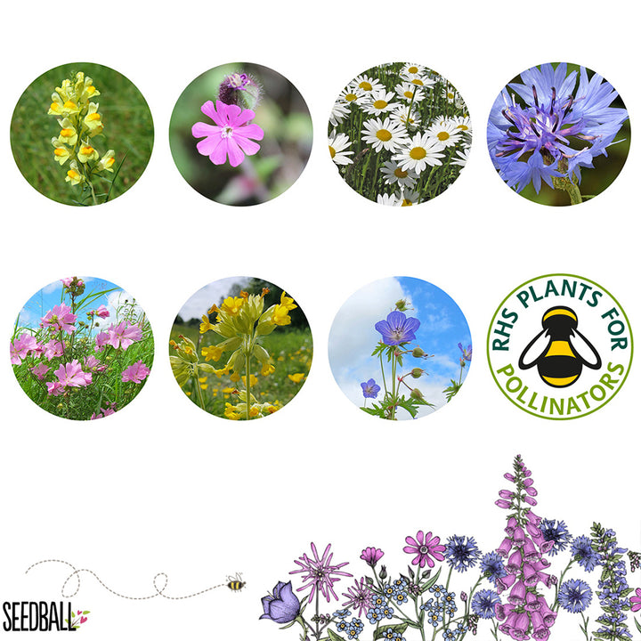 Garden Meadow | 12 Native Wildflower Seedballs | Mini Gift | Cracker Filler