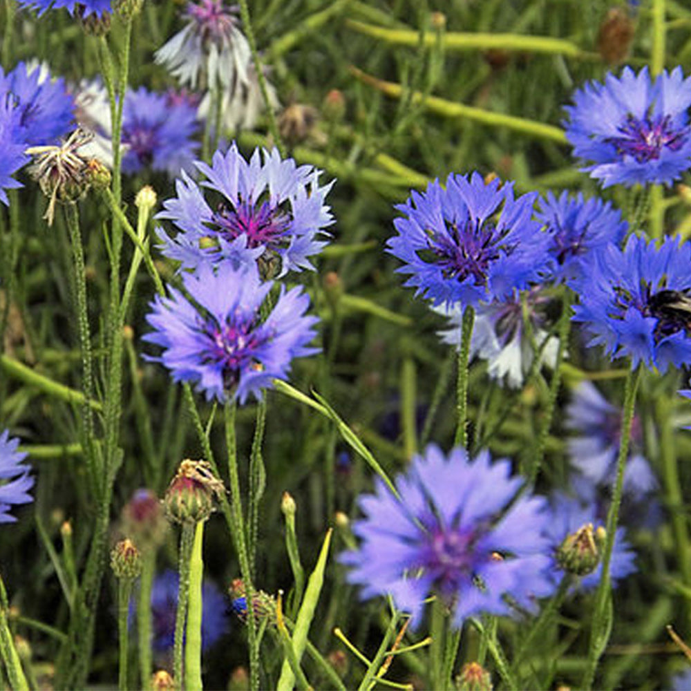 Cornflowers | Seedball Matchbox | Cracker Filler | Mini Gift