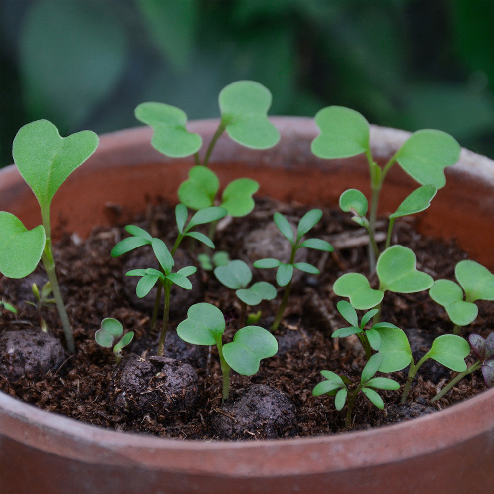 Bat Friendly Plants | Seedball Matchbox | Cracker Filler | Mini Gift