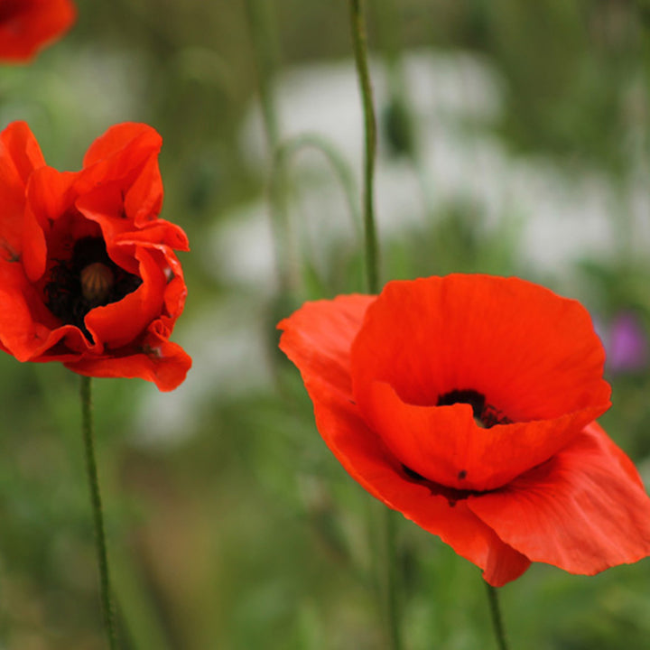 Poppy Seeds | Seedball Matchbox | Cracker Filler | Mini Gift