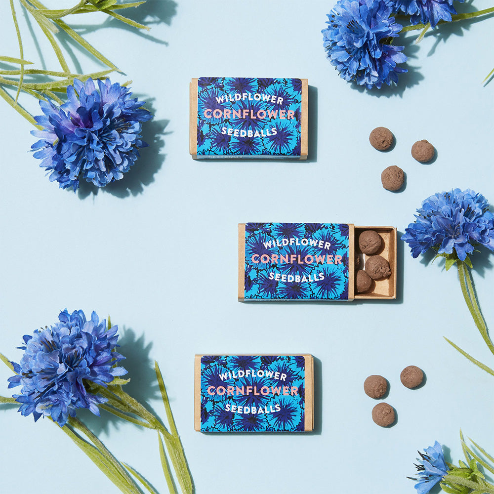 Cornflowers | Seedball Matchbox | Cracker Filler | Mini Gift