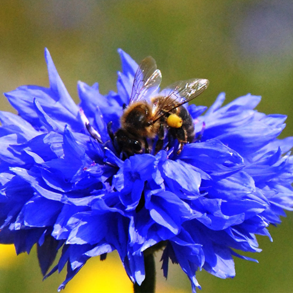 Cornflowers | Seedball Matchbox | Cracker Filler | Mini Gift