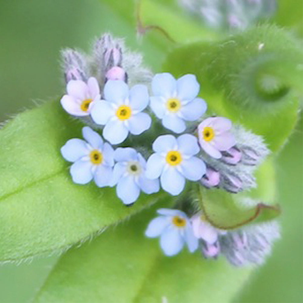 Forget Me Not Seeds | Luxury Tube of Seedballs | Cracker Filler | Mini Gift